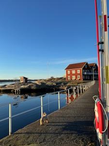 ResöResö Hamnmagasin vandrarhem的一只猫坐在红色房子旁边的码头上
