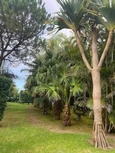奥尔塔Caboz Inn的公园里一群棕榈树,有长凳