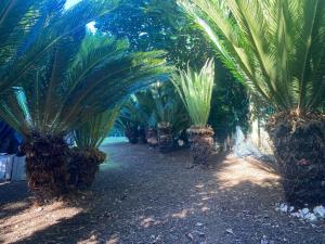 奥尔塔Caboz Inn的花园里的一排棕榈树