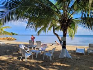 科韦尼亚斯Condominio Milagros Coveñas的海滩上的一组椅子和一棵棕榈树
