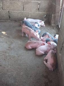 拉维加Pa' la Finca的一群猪躺在地上