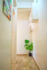 哈拉雷Fantastic location 1-Bed Apartment in Harare的走廊上,在房间里放着盆栽植物