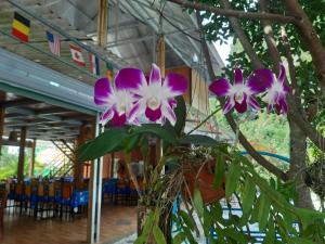 吉婆岛Cat Ba Park Homestay的树上一束紫色和白色的花