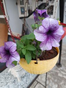 博帕尔Jheelam Homestay的挂在里面的紫色花篮