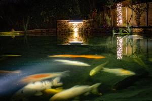 吉尔福德阿斯佩里昂山坡酒店的一群鱼在池塘里游泳