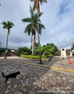 科潘玛雅遗址Stella Hostel Copán的一只黑猫沿着棕榈树的街道走