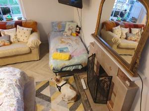 BallynoeBright Cottage, kingdom of mourne的一只狗坐在带镜子的房间里地毯上