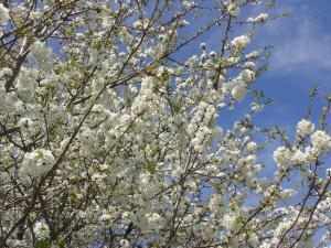 费德拉帕加内拉Agriturismo Girasole的蓝天上满是白色花的树