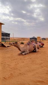 BadīyahSunrise Desert Local Private Camp的躺在沙漠地面上的骆驼