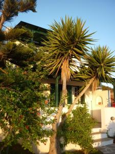 阿里克海滩Manolis Farm Guest House的一群棕榈树在一座建筑前