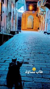 非斯Hostel riad Dar lala sofia的坐在街上的几只猫