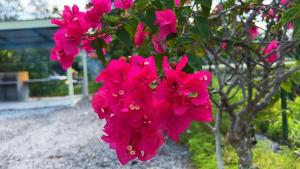 万津Bougainvillea Homestay的树上一束粉红色的花