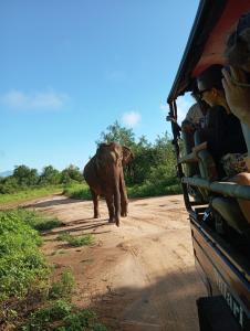 达瓦拉维Tusker's Paradise Safari Villa的一辆公共汽车旁的土路里走的象