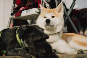 Готель Еко Сфера的一只狗坐在棕色和白色的狗旁边