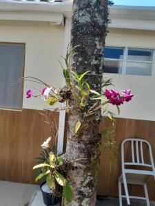 卡拉瓜塔图巴Recanto da Praia Kitnetes的椅子旁一棵花树