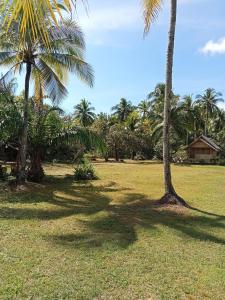 班柯木koh mook oyoy reggaebar bungalow的一片两棵棕榈树和房子的田野