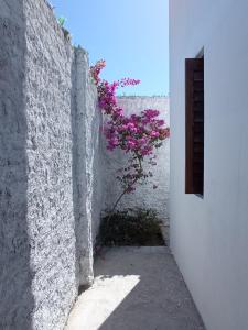 马拉卡贾Casa INTI de Maracajaú的白色墙上的粉红色花卉植物
