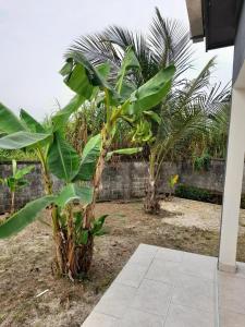 利伯维尔Villa en résidence à Malibé Libreville的两棵香蕉树,在一座建筑物旁边