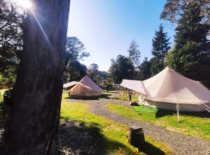 ZeehanGlamping at Zeehan Bush Camp的一群在田野里树的帐篷