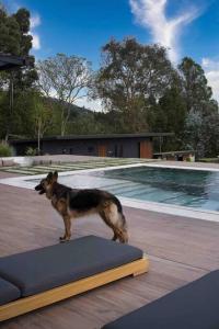 麦德林Luxurious Guest House on beautiful ranch的狗站在游泳池前的垫子上