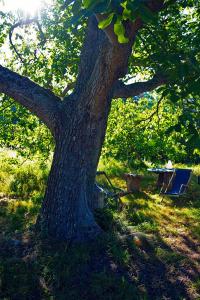 蒂嫩Nokernote的树下有一棵桌子和椅子
