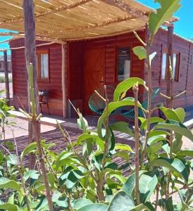 卡奇Cabaña Cachi的一个带遮阳篷和植物的小小木屋