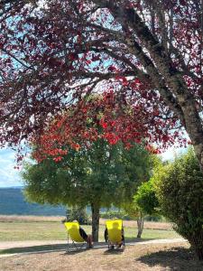 罗卡马杜尔Hôtel Les Vieilles Tours Rocamadour的两把黄色椅子,坐在树下,有红色的花