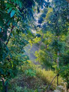BacnotanBalai Benedicere Bed & Breakfast的一条土路穿过森林,森林里长着树木