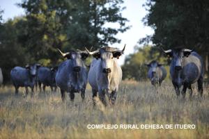 Complejo Rural Dehesa de Ituero的一群牛站在田野里
