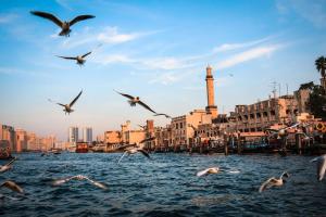 迪拜Rove Healthcare City - Bur Dubai的一群鸟飞过城市的水面