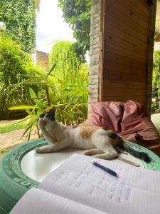 丹不拉提纳亚酒店的一只猫坐在桌子上,拿着笔