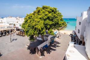科拉雷侯4rooms Fuerteventura的海滩旁树的上方景色