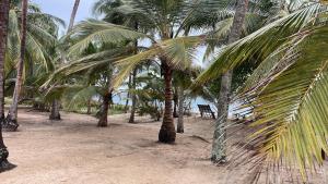 Ushongo MabaoniOcean Dream Villa的海滩上一群棕榈树,长着长凳