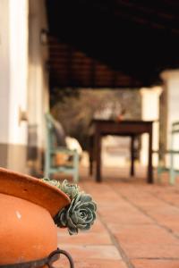 El Encón芬卡瓦伦蒂娜酒店的桌子旁的花瓶和植物