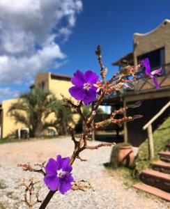 德尔迪阿布罗角El Mirador, Apartamento的一座建筑物前种有紫色花的植物