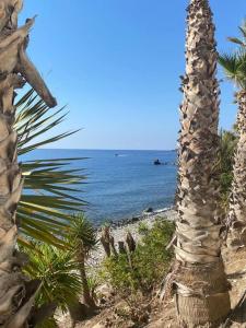 阿尔姆尼卡Sea Escape 2的海边的棕榈树