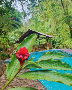 福尔图纳Princesa de la Luna Ecolodge的游泳池旁一棵绿叶植物上的红花