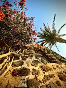 罗萨里奥港Erbania Heritage, naturally的棕榈树树的建筑顶部的树