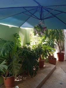 路特奇Φιλόξενο σπίτι στο Λουτράκι!的一组盆栽植物和蓝伞