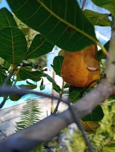 嘎林海斯港Chalés Caiçara Serrambi的挂在树上的水果