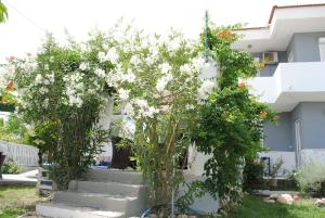 阿凡杜Karmik Concept Apartments的两棵树,在房子前面有白色的花