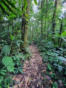 OritoCabaña Leucopternis - in the middle of Amazon forest的丛林中的小径