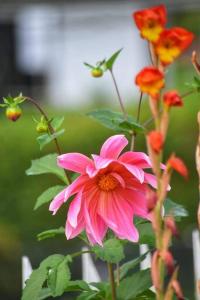 努沃勒埃利耶Waterfield Bungalow by Liyozi Leasiure的花上花上粉红色的花