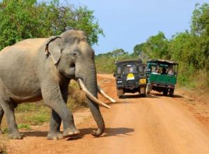 达瓦拉维Wild Animal View Point的骑着汽车在土路上行走的大象