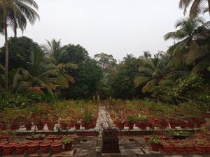 德里久尔Pournami Home Stay的种满了植物的花园
