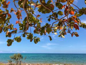 Ushongo MabaoniJumamosi Beach Villa的树枝享有海滩美景
