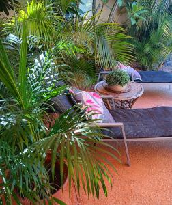 埃克斯茅斯埃克斯茅斯宁哥路旅馆的庭院设有两把椅子和一张桌子,种有植物