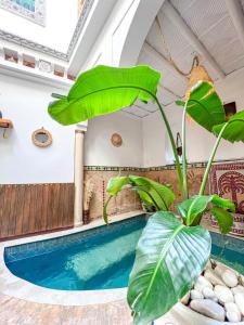 马拉喀什艾丽马拉喀什旅馆的一座带植物游泳池的房子