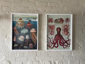 戈登湾By Die See的墙上两幅章形章鱼照片