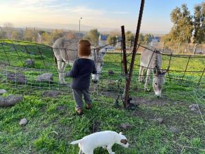 Noveco bus的一个小男孩和一只狗看着马穿过围栏